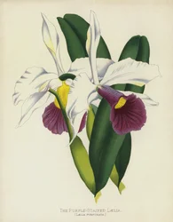 The Purple-Stained Laelia
